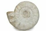 Huge Jurassic Ammonite (Kranosphinctes) Fossil - Madagascar #279776-2